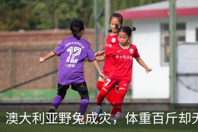 澳大利亚野兔成灾，体重百斤却无人食用，当地人给出答案：不敢吃