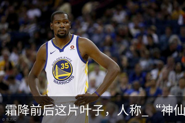 霜降前后这片叶子，人称 “神仙叶”！晒干熬汤泡水喝，润肺疏肝！